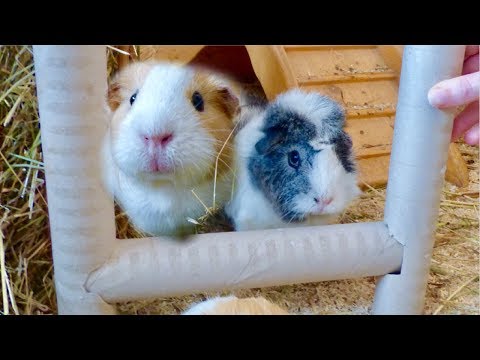 download lagu mp3 mp4 Diy Toys For Guinea Pigs, download lagu Diy Toys For Guinea Pigs gratis, unduh video klip Diy Toys For Guinea Pigs