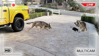 Coyote vs Raccoon Fight Caught on Camera!!!