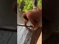 Attacked By An Orangutan