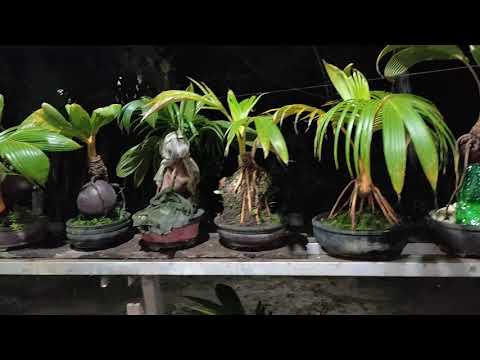 Proses bongsai klapa yg sangat istimewa