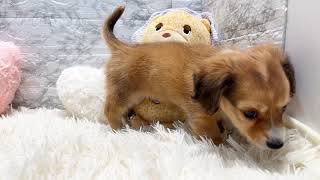 ハーフ犬の動画01