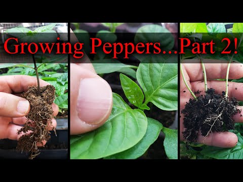 How To Reuse Old Potting Soil FOUR ways