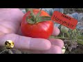 TOMATE Moneymaker