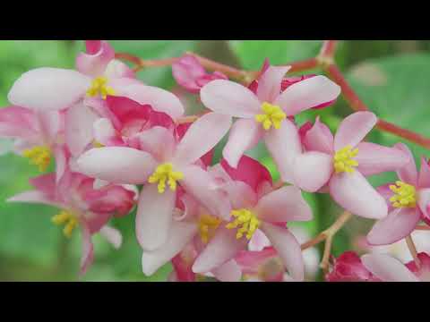 Flowers of Hawaii - Beautiful flowers that are grown on the Hawaiian Island of Kauai.