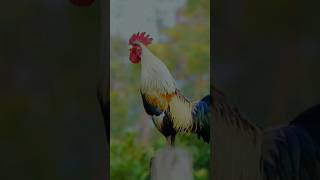 Download lagu Bangun sholat tahajud dengan alarm #quotes #motivation @sahabatdakwah3 mp3