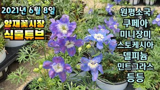 양재꽃시장 식물튜브 [카랑코아, 은쑥, 샤스타 데이지, 목마가렛, 원평소국, 미니장미, 하이포테스 등등]  …