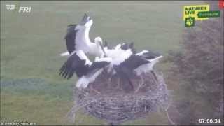 preview picture of video 'White Stork Nest, Smedager, Denmark, 10 08 2014  Breakfast'
