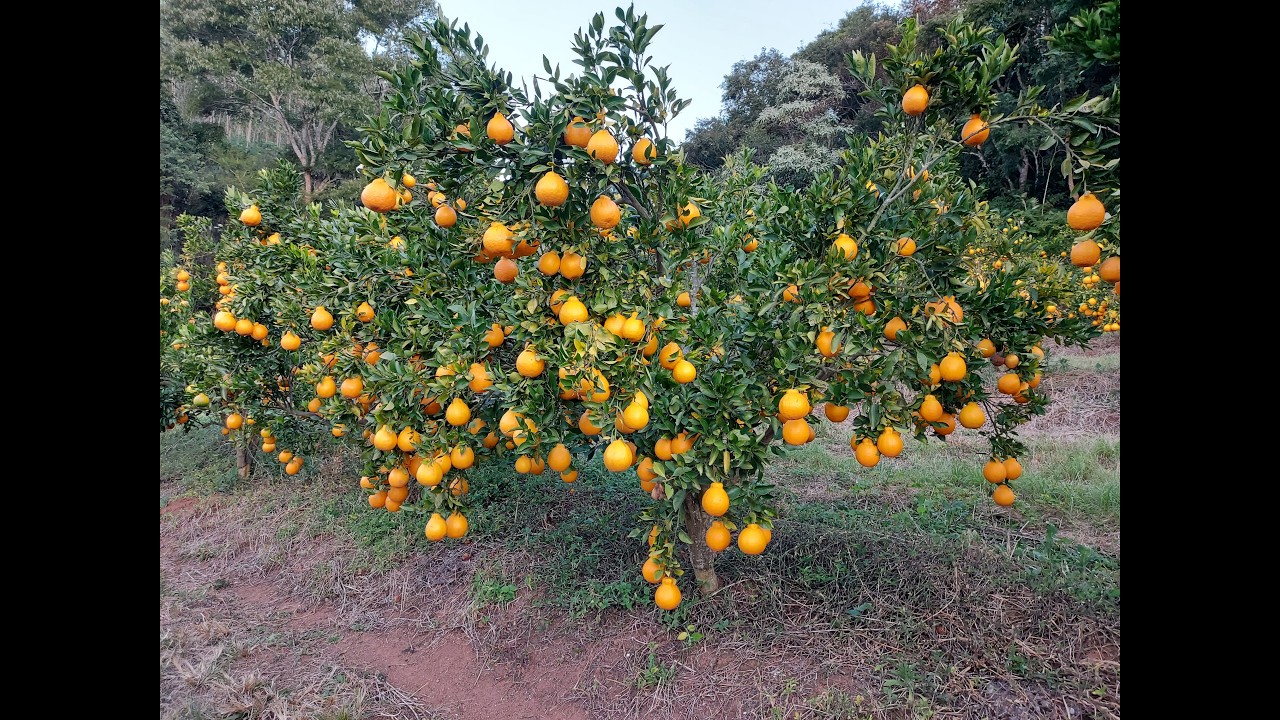 Como Plantar Mudas de Citros (Laranjas, Limões e Tangerinas), Corretamente?