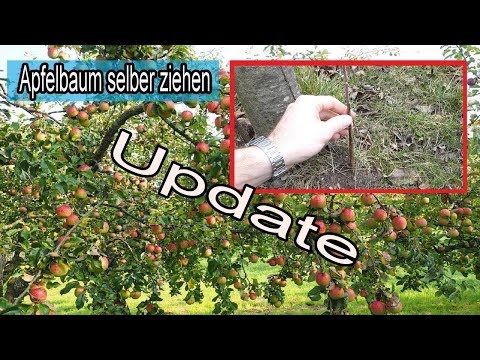 Apfelbaum aus Ableger / Ast selber ziehen – UPDATE VIDEO