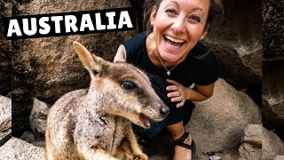 THIS IS WHY AUSTRALIA IS AWESOME (wallabies + world class diving) - YouTube