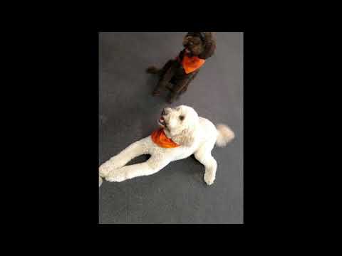 Happy Agility Smiles