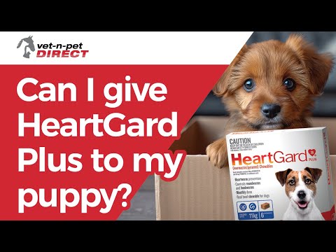 YouTube video about: Can you give dewormer and heartgard at same time?