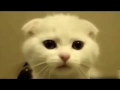 Funny cat en