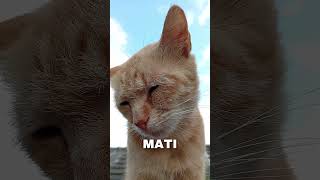 Download lagu Udah lah... push ing. #adoptdontshop #domesticcats #orangecat #cat #catofyoutube mp3