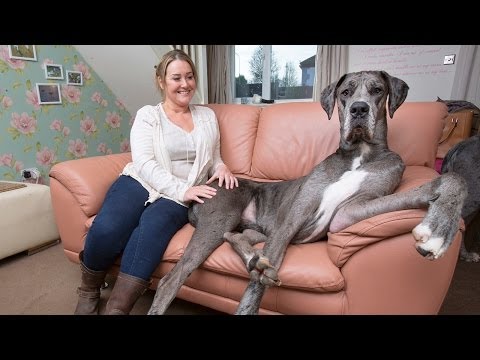 イギリス最大の犬 (Britain's Biggest Dog)