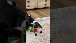 Video preview image #1 Beagle-Unknown Mix Puppy For Sale in Holly Springs, NC, USA