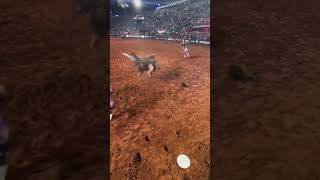 TOURO ACESSO NEGADO da CIA. TÉRCIO MIRANDA | BARRETOS 2024 #barretos #cowboy #pbrbrazil