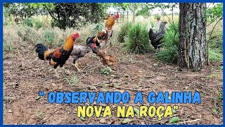 O Brahma conquistando sua primeira parceira 