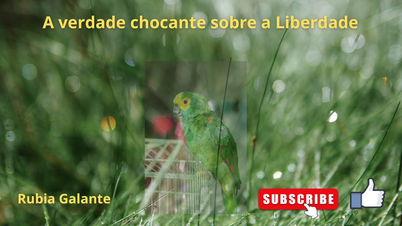 A verdade chocante sobre a Liberdade.