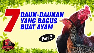 Download lagu 7 Types of Leaves/Forage That Are Beneficial for Chickens - Part 2 mp3