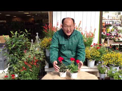 美しいアイビーゼラニウムを育ててみませんか？ケチってはいけないことは何ですか？  庭園