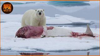 Deadliest Polar Bear Attacks Caught on Camera | Wild Animals