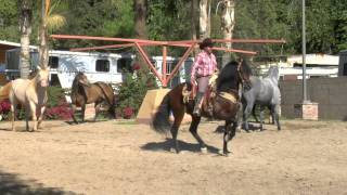 Laberinto - El moro y el melon - www.DavidySusCaballos.com -El Pavoreal