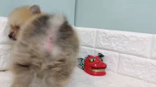 ポメラニアンの動画01