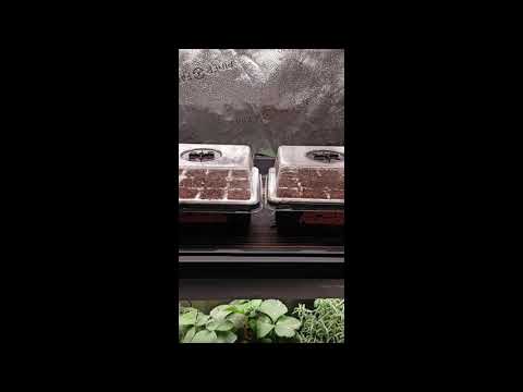 Set Up A Plant Stand With LED Grow Lights for Indoor Plants | Spider Farmer SF600 Growshelves