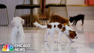 Sale of puppies ALLOWED in retail pet stores after controversial new law in Indiana