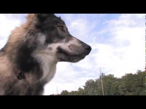 Jerry and his Wolf Dog Blue