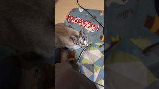 (((´｡•(•ω•｡`)ｽﾘｽﾘ♡やめると、、(やめるにゃ)#猫 #ネコ #KAT #動物 #癒し #ペット #飼い猫