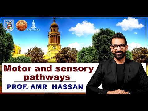 Motor and sensory pathways- أ.د.عمرو حسن الحسني أستاذ المخ و الأعصاب