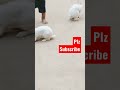 Le Photo Le Shorts Viral Trending Lephotolesong Shortsfeed Yt Ytshorts