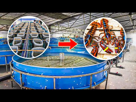 SHOCKING Indoor Lobster Farm Harvests BILLIONS Per Year