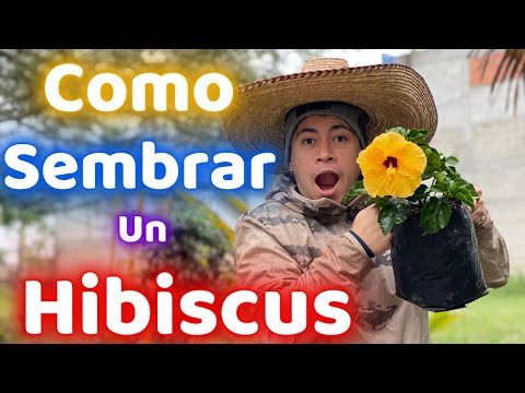 , title : 'Como SEMBRAR Un HIBISCO ò TULIPAN Para Que Florezca'