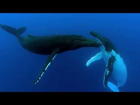 Erik Everett - Whale's Dreams