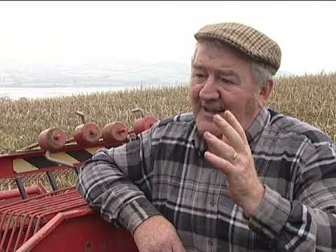 Potato Gathering part One