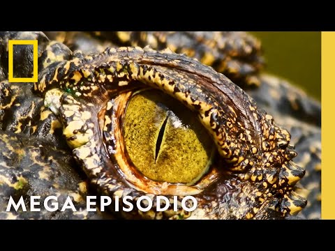 Viajes Salvajes: MEGA EPISODIO | Nat Geo en Español