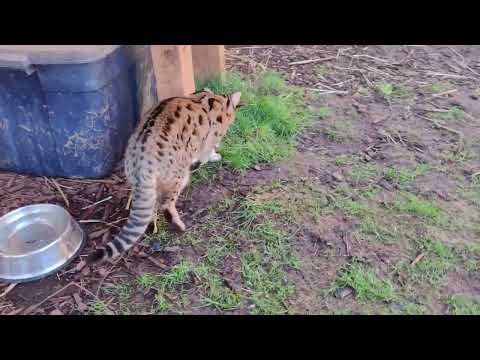 Dexter, F1 Bengal Hybrid Cat