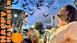 Happy Halloween! Giant Vampire Bat Swarm in Australia. Bob Dingo &amp; Mum explore Cairns