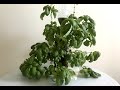 Basil, How To Grow More Than You Can Eat ll Recycle plastic bottles to grow basil