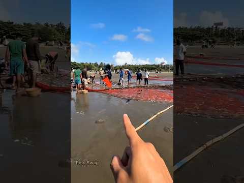 ELE SALVOU O TUBARÃO #pescaria #pesca #deus #fé #deustemumapalavrapravoce #peixe