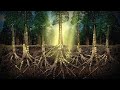 The Unbelievable Intelligence Of Plants - Science Documentary