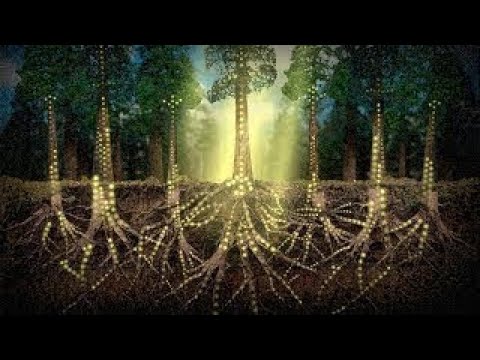 The Unbelievable Intelligence Of Plants - Science Documentary
