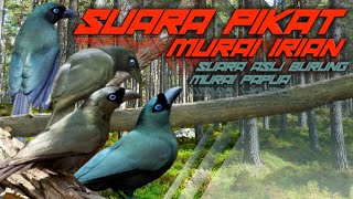 Download lagu SUARA PIKAT MURAI IRIAN SUARA ASLI BURUNG MURAI PAPUA mp3