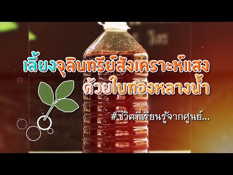 ชีวิตที่เรียนรู้จากศูนย์ EP.8 เลี้ยงจุลินทรีย์สังเคราะห์แสงด้วยใบทองหลางน้ำ