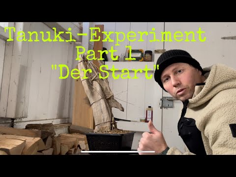 Tanuki Experiment Part1  Die Lärche und der Teichpflanzkorb Bonsai 05/22
