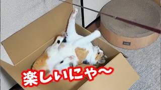 箱で遊ぶ猫　フミちゃん😺