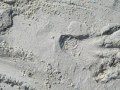 Flag Island Cove Alligator Track on St Vincent NWR ...